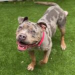 Flower is a Terrier, Pit Bull.