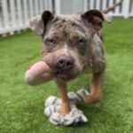 Flower is a Terrier, Pit Bull.
