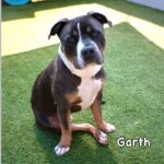 Garth is a Terrier, American Staffordshire.
