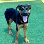 Apple is a Shepherd, German/Rottweiler.