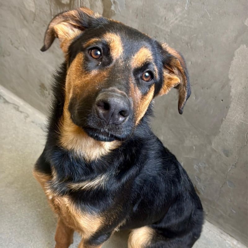 Apple is a Shepherd, German/Rottweiler.