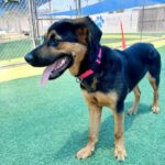 Apple is a Shepherd, German/Rottweiler.