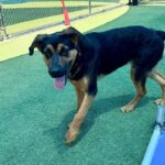 Apple is a Shepherd, German/Rottweiler.