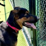 Apple is a Shepherd, German/Rottweiler.