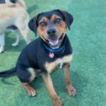 Maddox is a Rottweiler/Mix.