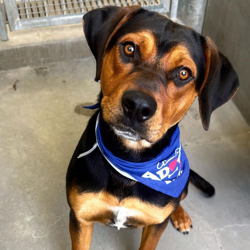 Maddox is a Rottweiler/Mix.
