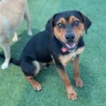Maddox is a Rottweiler/Mix.