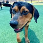 Maddox is a Rottweiler/Mix.
