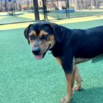 Maddox is a Rottweiler/Mix.