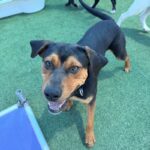 Maddox is a Rottweiler/Mix.