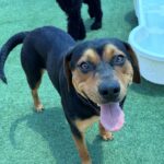Maddox is a Rottweiler/Mix.