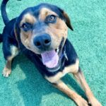 Maddox is a Rottweiler/Mix.