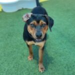 Maddox is a Rottweiler/Mix.