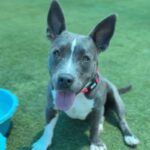 Iris is a Terrier, American Pit Bull.