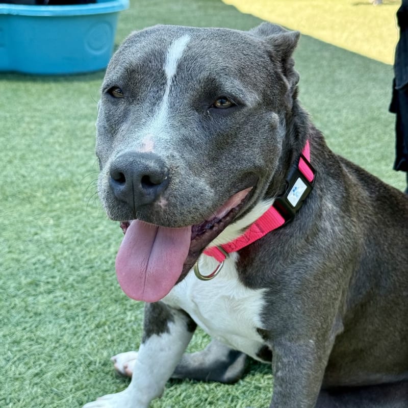 Iris is a Terrier, American Pit Bull.
