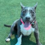 Iris is a Terrier, American Pit Bull.