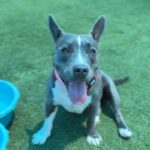 Iris is a Terrier, American Pit Bull.