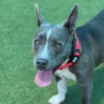 Iris is a Terrier, American Pit Bull.