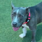 Iris is a Terrier, American Pit Bull.