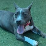 Iris is a Terrier, American Pit Bull.