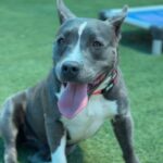 Iris is a Terrier, American Pit Bull.