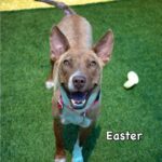 Easter is a Mixed Breed (Medium).