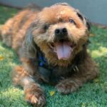 Clarence is a Lhasa Apso.