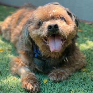 Clarence is a Lhasa Apso.