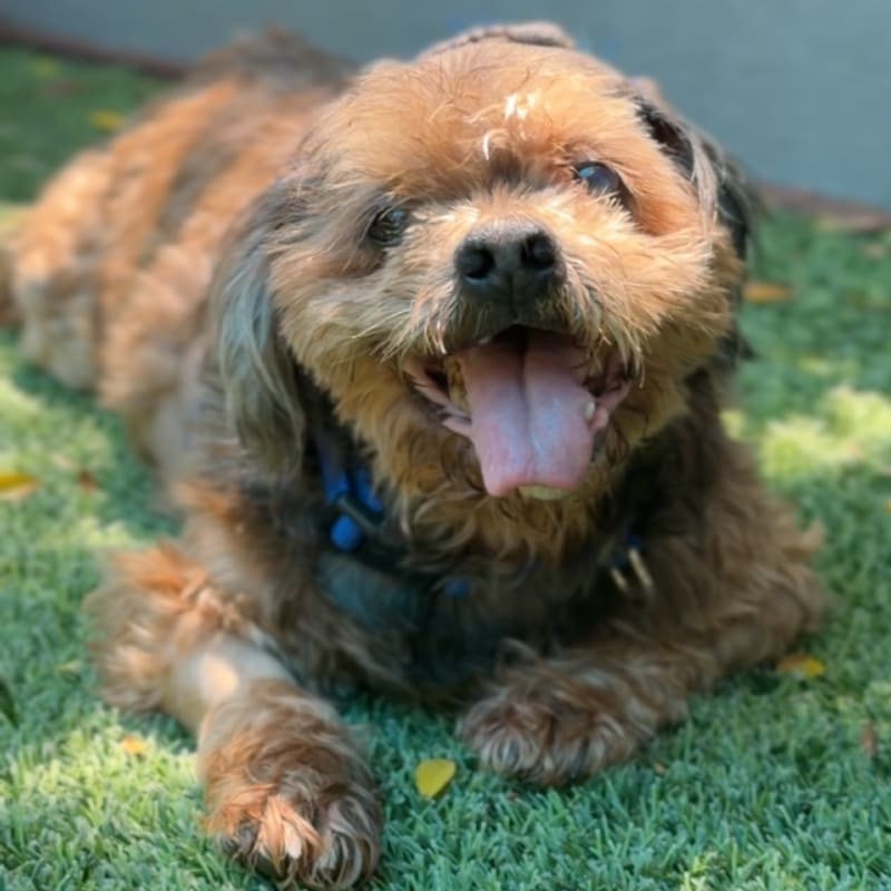 Clarence is a Lhasa Apso.