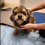 Clarence is a Lhasa Apso.