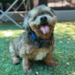 Clarence is a Lhasa Apso.