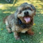 Clarence is a Lhasa Apso.