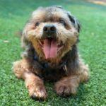 Clarence is a Lhasa Apso.