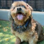 Clarence is a Lhasa Apso.