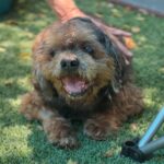 Clarence is a Lhasa Apso.