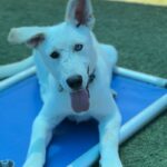 Magic is a Husky, Siberian.