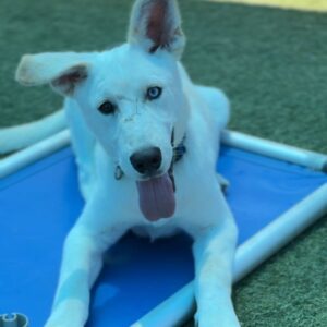 Magic is a Husky, Siberian.