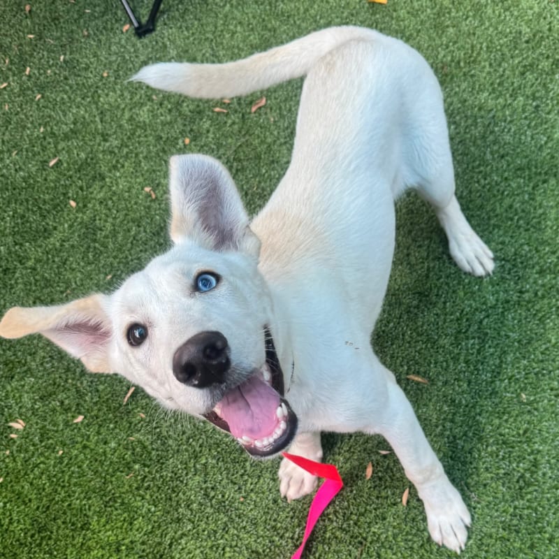 Magic is a Husky, Siberian.