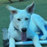 Magic is a Husky, Siberian.