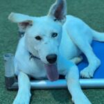 Magic is a Husky, Siberian.