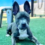 Sawyer is a Terrier, Pit Bull.