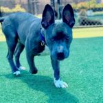 Sawyer is a Terrier, Pit Bull.