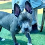 Sawyer is a Terrier, Pit Bull.