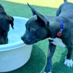 Sawyer is a Terrier, Pit Bull.