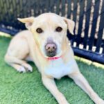 Poukah is a Mixed Breed (Medium).