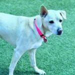 Poukah is a Mixed Breed (Medium).