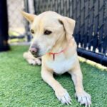 Poukah is a Mixed Breed (Medium).