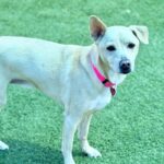 Poukah is a Mixed Breed (Medium).