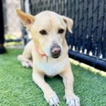 Poukah is a Mixed Breed (Medium).