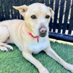 Poukah is a Mixed Breed (Medium).